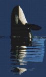 (image for) Killer Whale